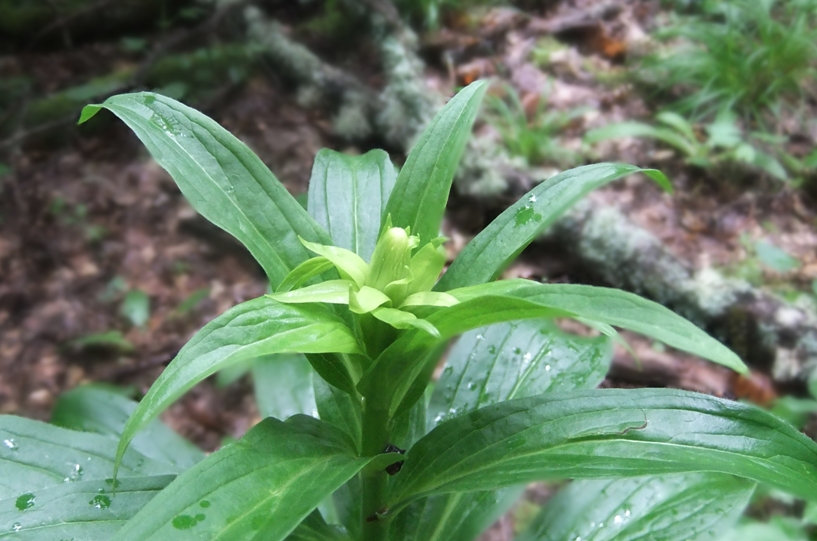 Изображение особи Digitalis schischkinii.