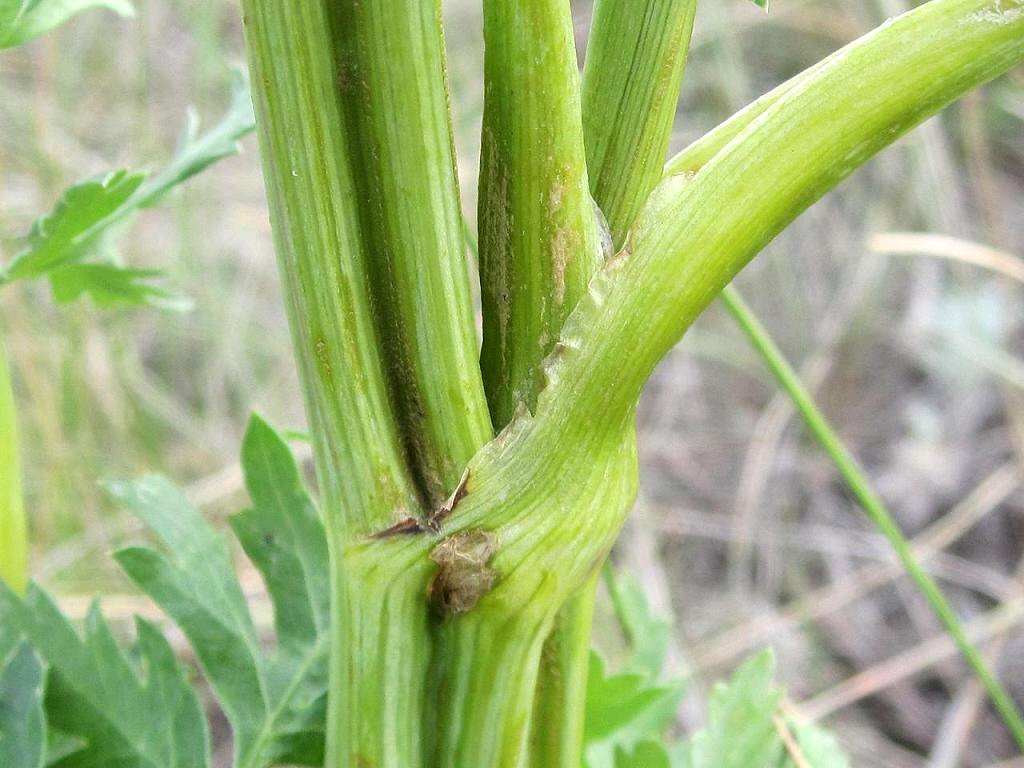 Image of Seseli libanotis specimen.