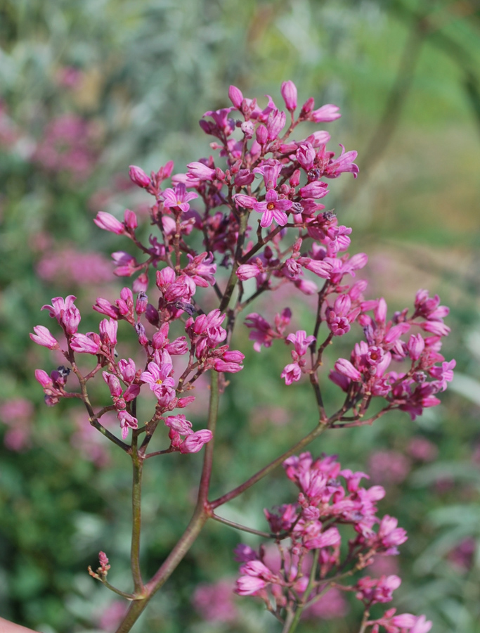 Изображение особи Trachomitum lancifolium.