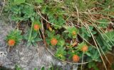 Euphorbia capitulata. Плодоносящее растение. Черногория, Динарское нагорье, горный массив Дурмитор, каменистый склон. 05.07.2011.