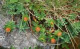 Euphorbia capitulata