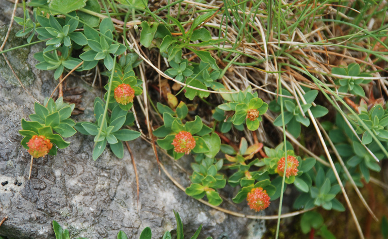 Image of Euphorbia capitulata specimen.