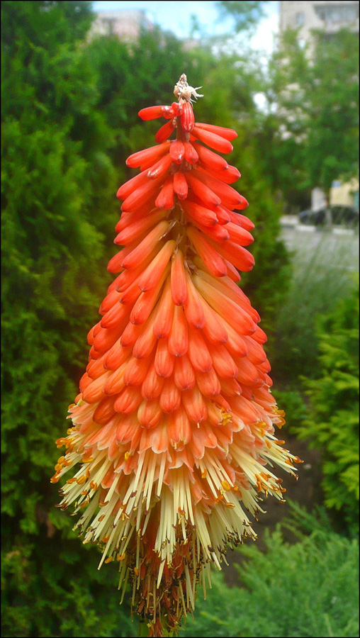 Изображение особи Kniphofia uvaria.