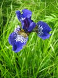 Iris sanguinea. Цветок. Приморский край, окр. г. Находки, бухта Тунгус. 24.06.2011.