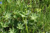 genus Alchemilla. Цветущее растение. Московская обл., Раменский р-н, Хрипань, у дороги в поле. 27.05.2008.