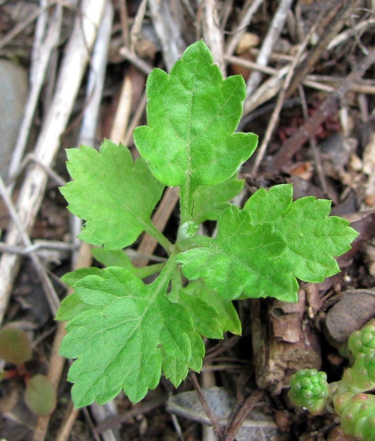 Image of Artemisia vulgaris specimen.