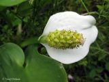 Calla palustris. Соплодие с незрелыми плодами. Украина, Ивано-Франковская обл., Надворнянский р-н, окр. с. Быстрица, долина потока Рафайловец, в ручье. 21 июня 2011 г.