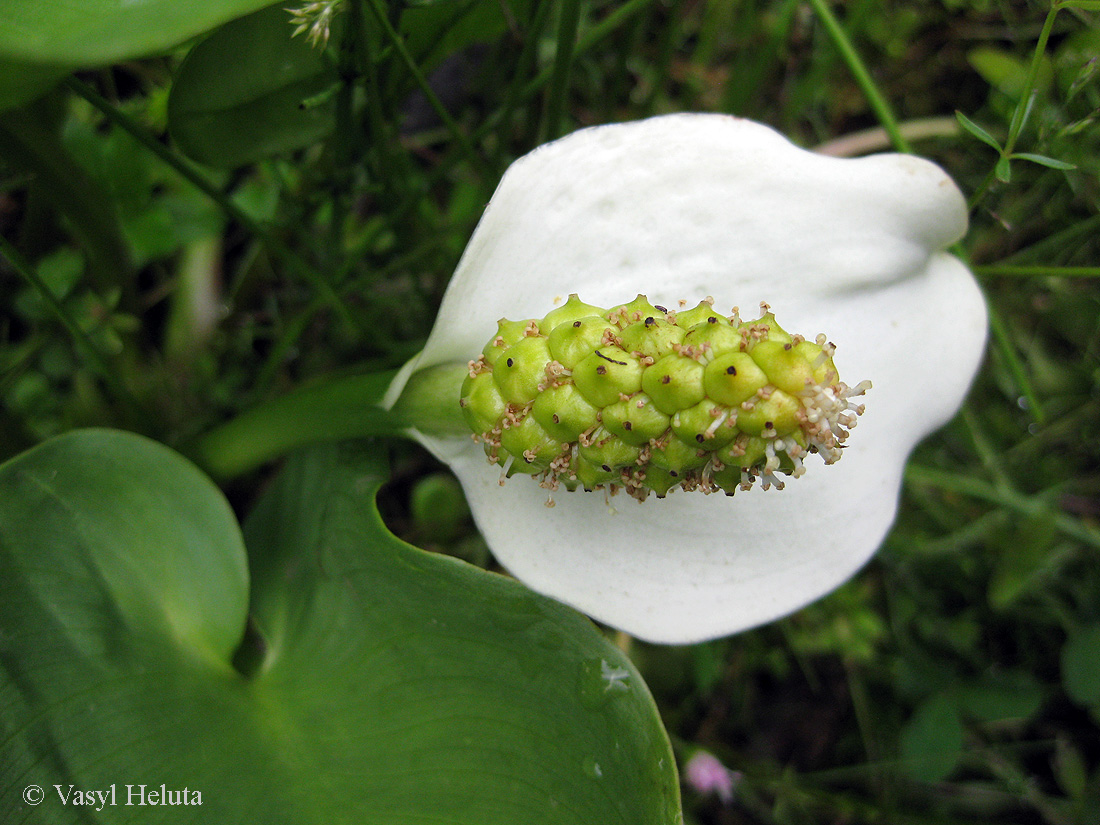 Изображение особи Calla palustris.