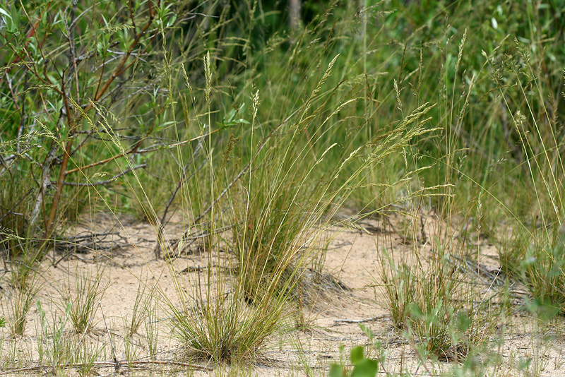 Изображение особи Festuca polesica.