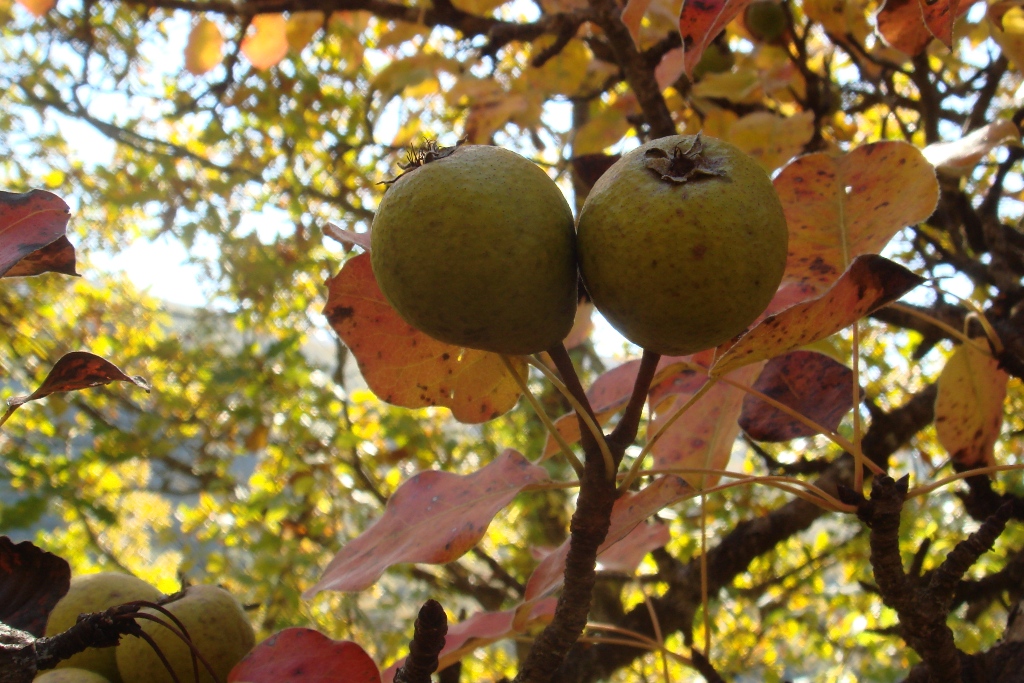 Image of Pyrus caucasica specimen.