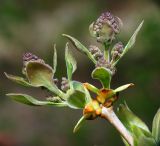 Syringa vulgaris. Развивающиеся генеративные побеги в фазе массовой бутонизации. Московская обл., Раменский р-н, окр. дер. Хрипань, дачный участок. 05.05.2011.