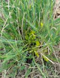 Astragalus tekutjevii. Цветущее растение. Казахстан, Кызылординская обл., Жанакорганский р-н, предгорья хр. Каратау у пос. Кайнарбулак. 28.04.2011.