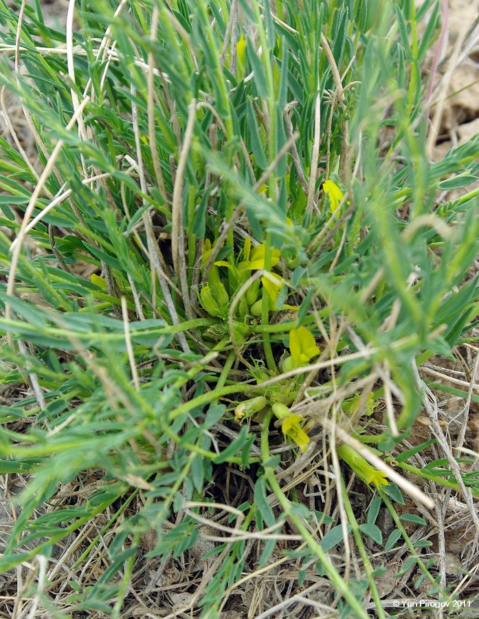 Image of Astragalus tekutjevii specimen.