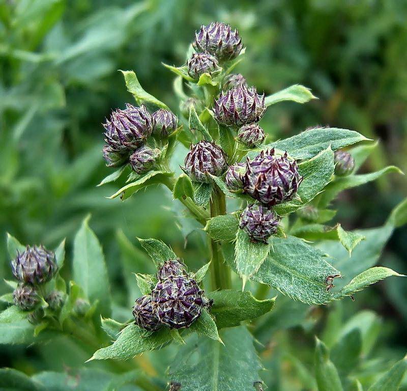 Image of Cirsium setosum specimen.