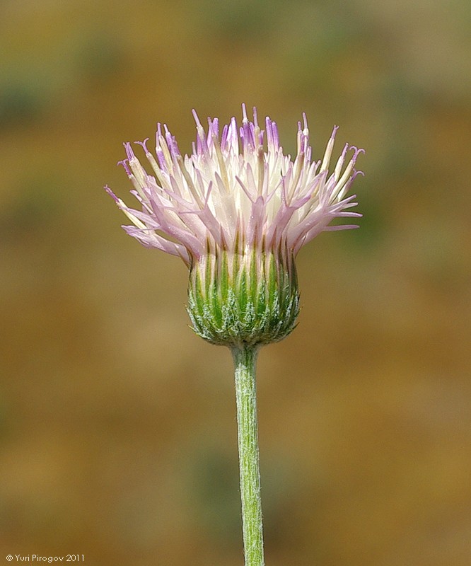 Image of Jurinea multiloba ssp. aulieatensis specimen.