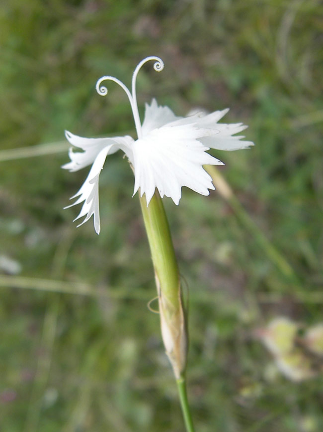 Изображение особи Dianthus fragrans.