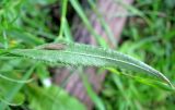 Achillea cartilaginea. Лист с сидящим ручейником (Leptoceridae). Тверская обл., Весьегонский р-н, окр. дер. Беняково, берег залива Рыбинского вдхр. по р. Сёбла. 24.07.2011.