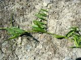 Vicia angustifolia. Побег с плодами. Копетдаг, Чули. Май 2011 г.