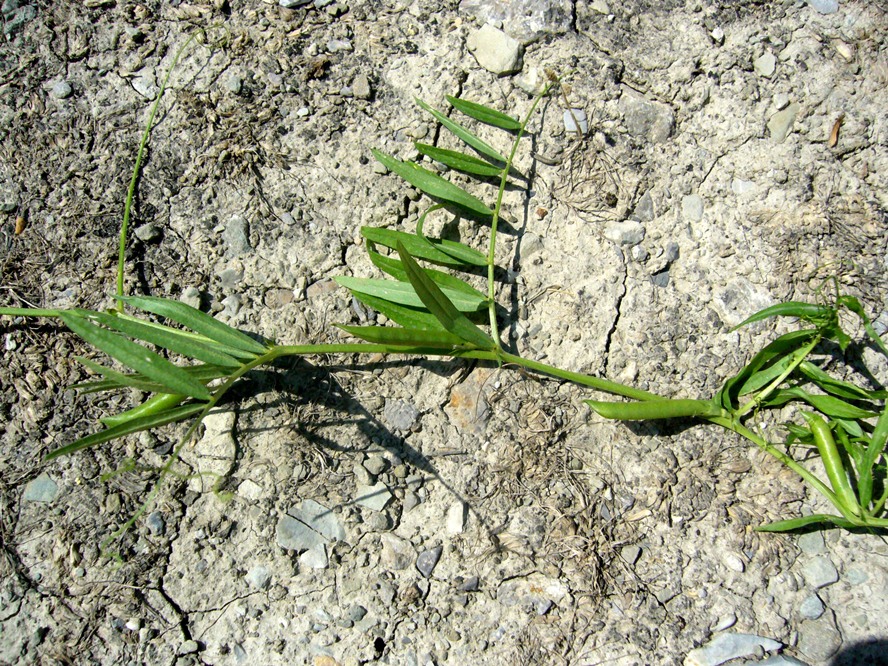 Изображение особи Vicia angustifolia.