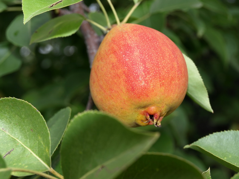 Image of Pyrus ussuriensis specimen.