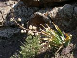 Eremurus lactiflorus