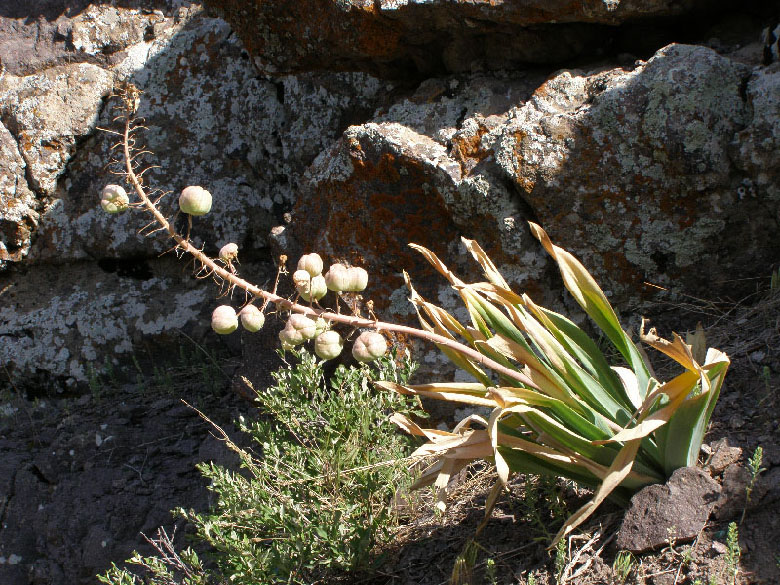 Image of Eremurus lactiflorus specimen.