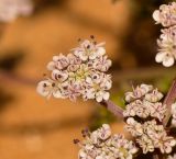 Pseudorlaya pumila