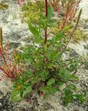 Bidens tripartita