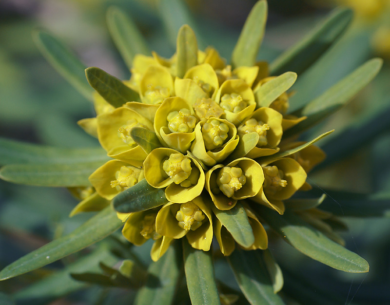 Изображение особи Euphorbia cyparissias.