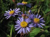 Aster amellus