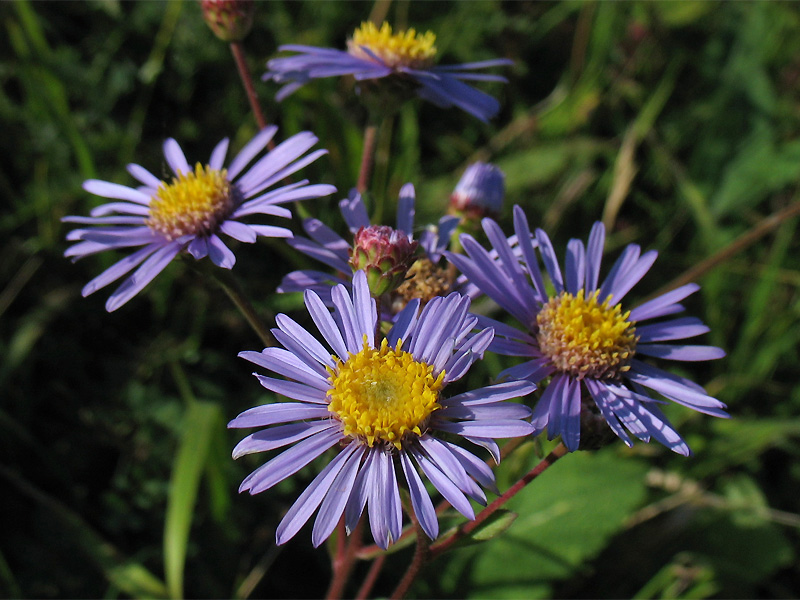 Image of Aster amellus specimen.