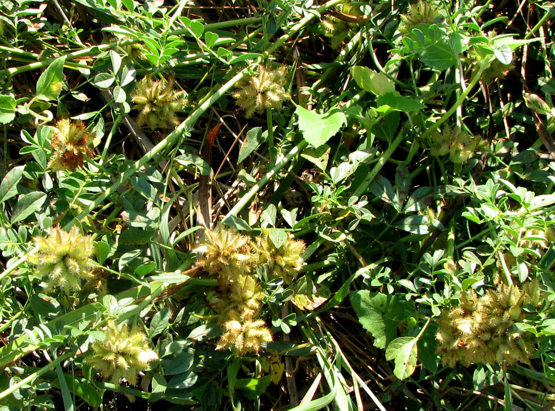Image of Glycyrrhiza echinata specimen.