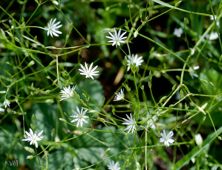 Image of Stellaria graminea specimen.
