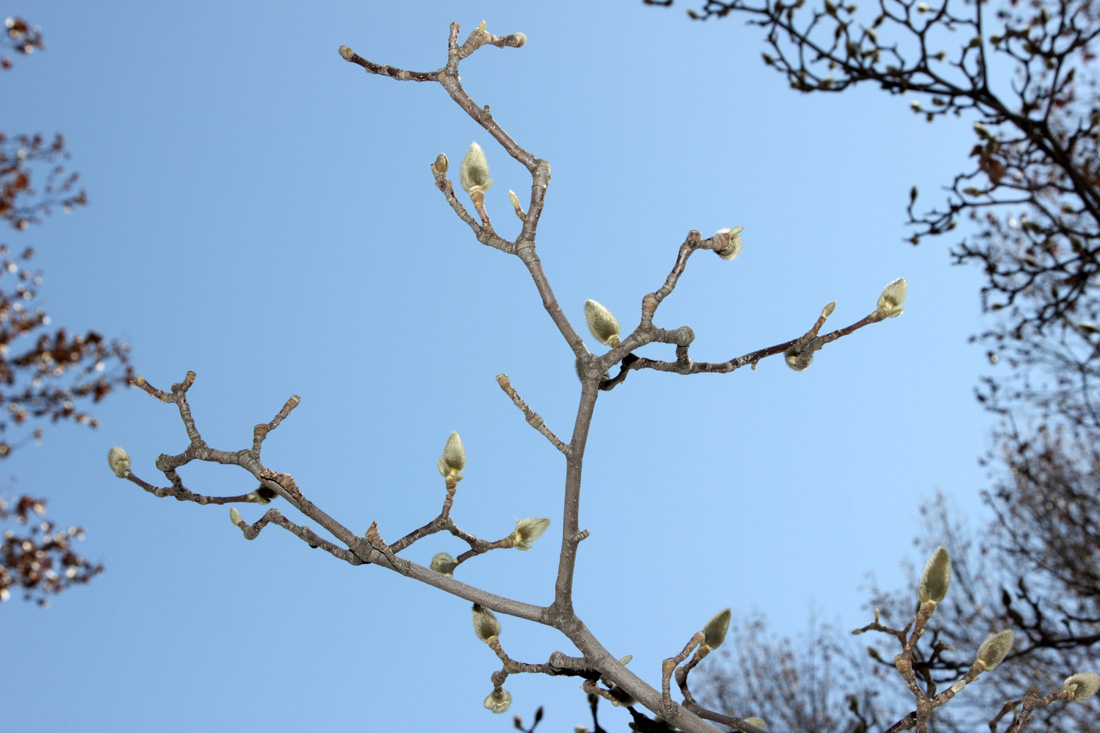Image of Magnolia denudata specimen.