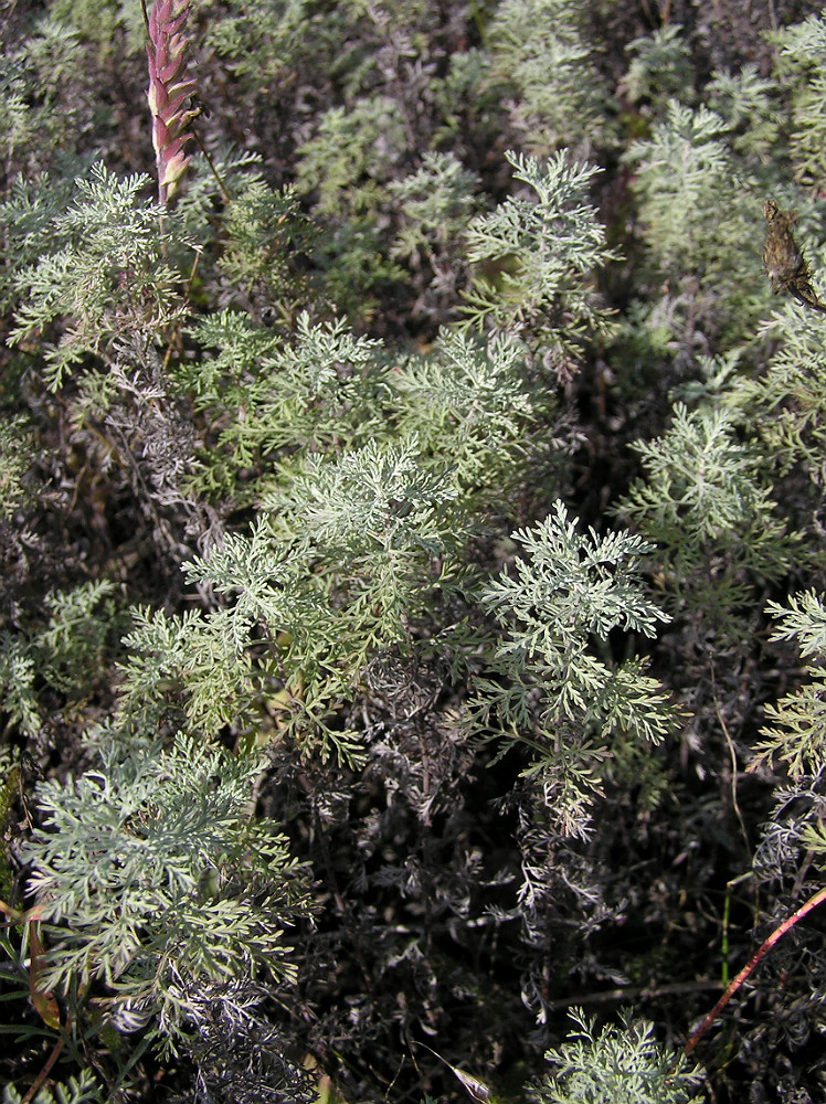 Изображение особи Artemisia pontica.