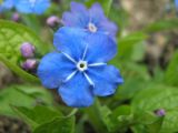 род Omphalodes