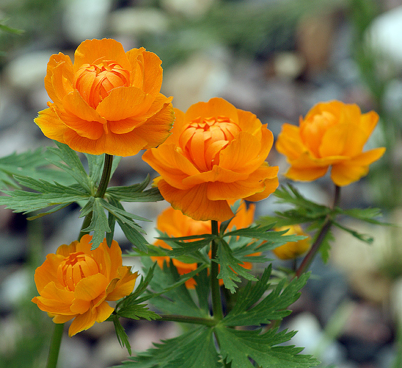 Изображение особи Trollius asiaticus.