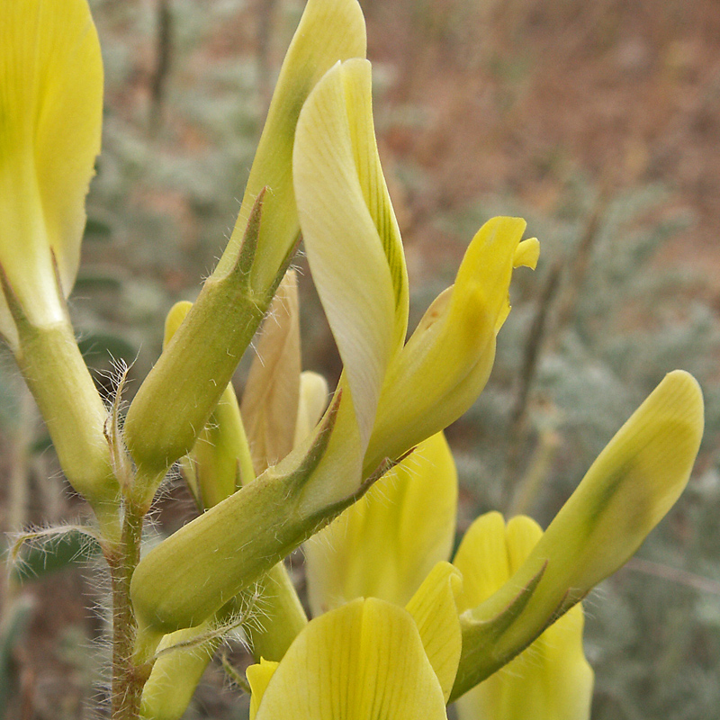 Image of Astragalus longipetalus specimen.