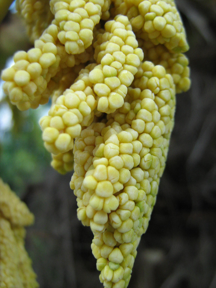 Image of Trachycarpus fortunei specimen.