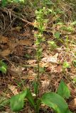 Platanthera chlorantha. Цветущее растение. Крым, южный берег, окр. Алупки, сосновый лес. 2 июня 2012 г.