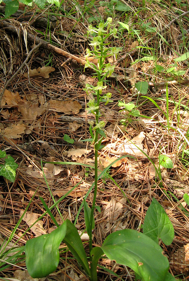 Изображение особи Platanthera chlorantha.