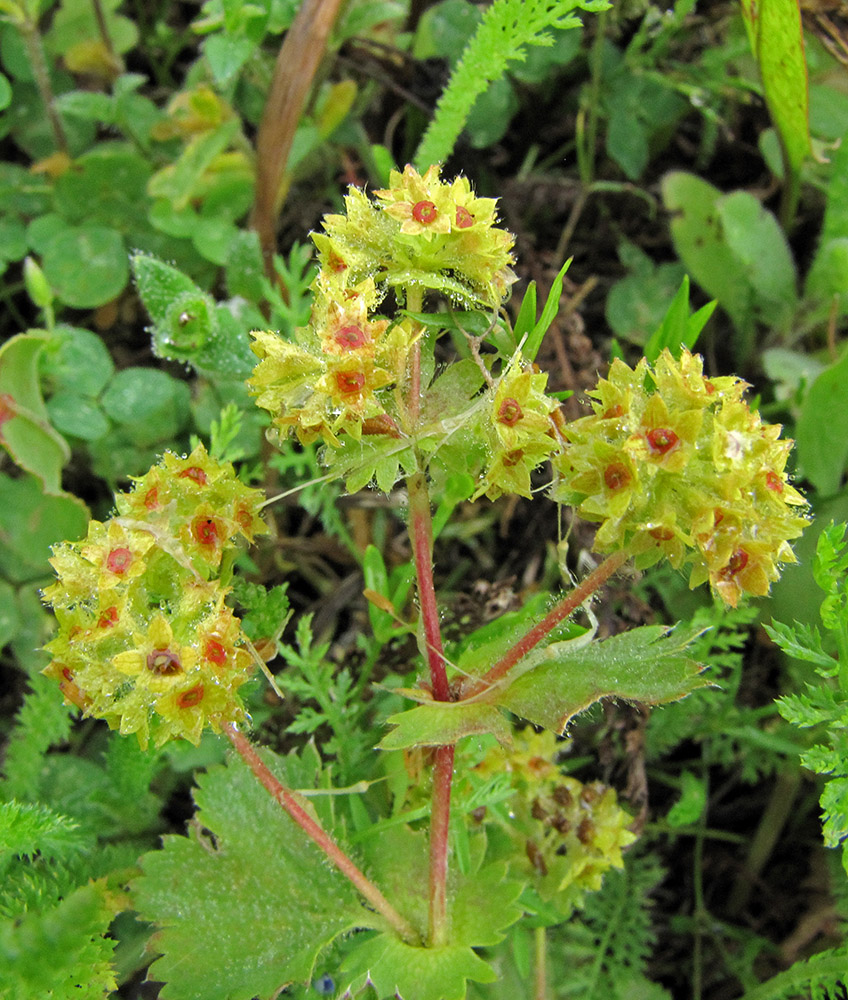 Изображение особи Alchemilla hirsuticaulis.