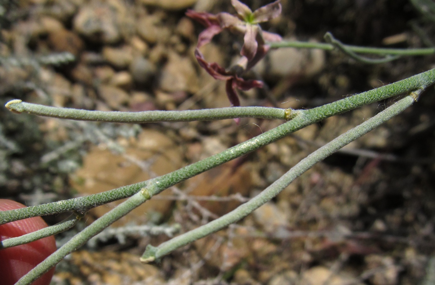 Image of Matthiola fruticulosa specimen.