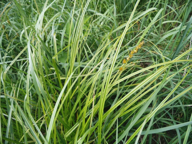 Изображение особи Carex vulpina.