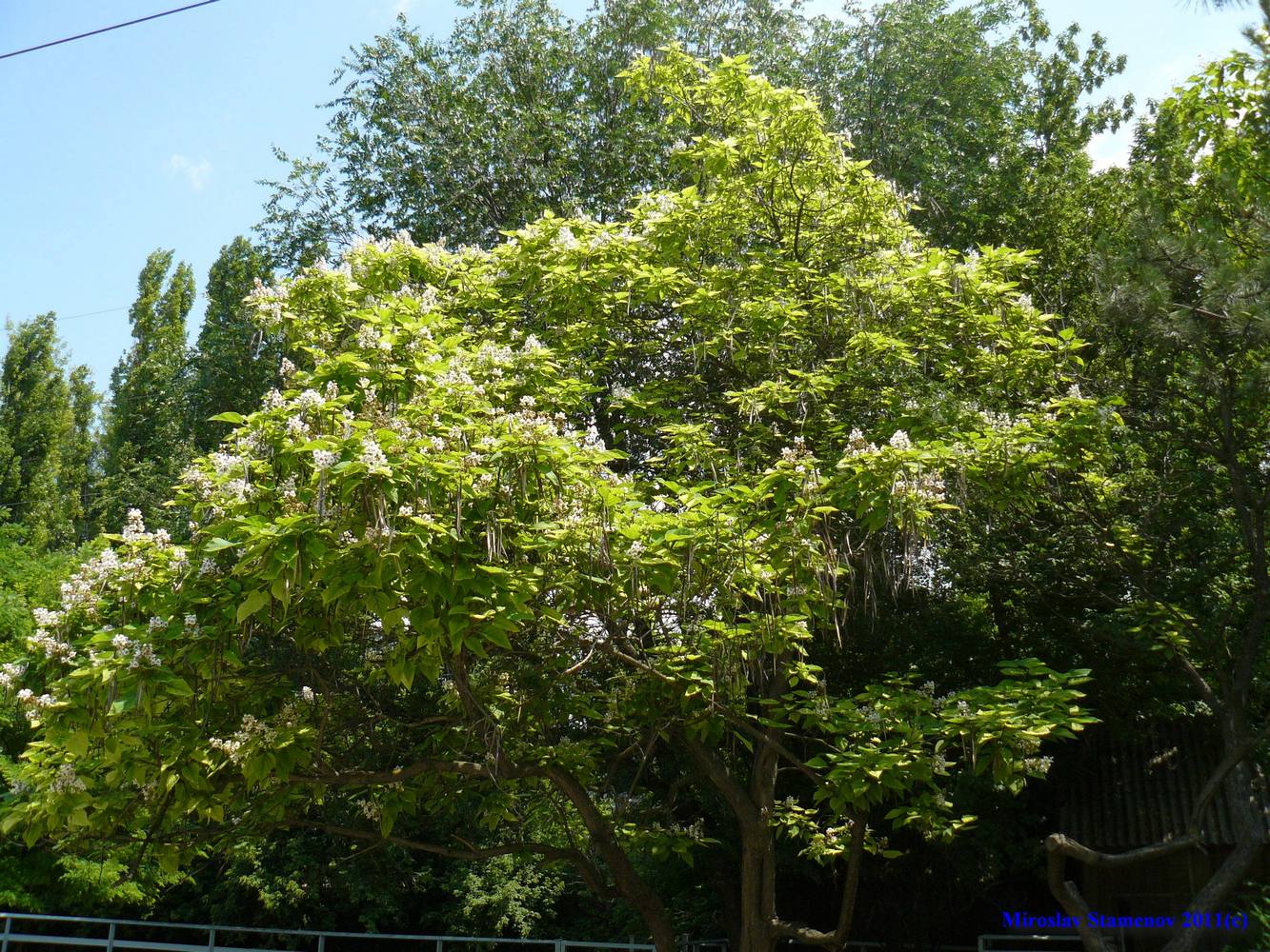 Image of Catalpa bignonioides specimen.