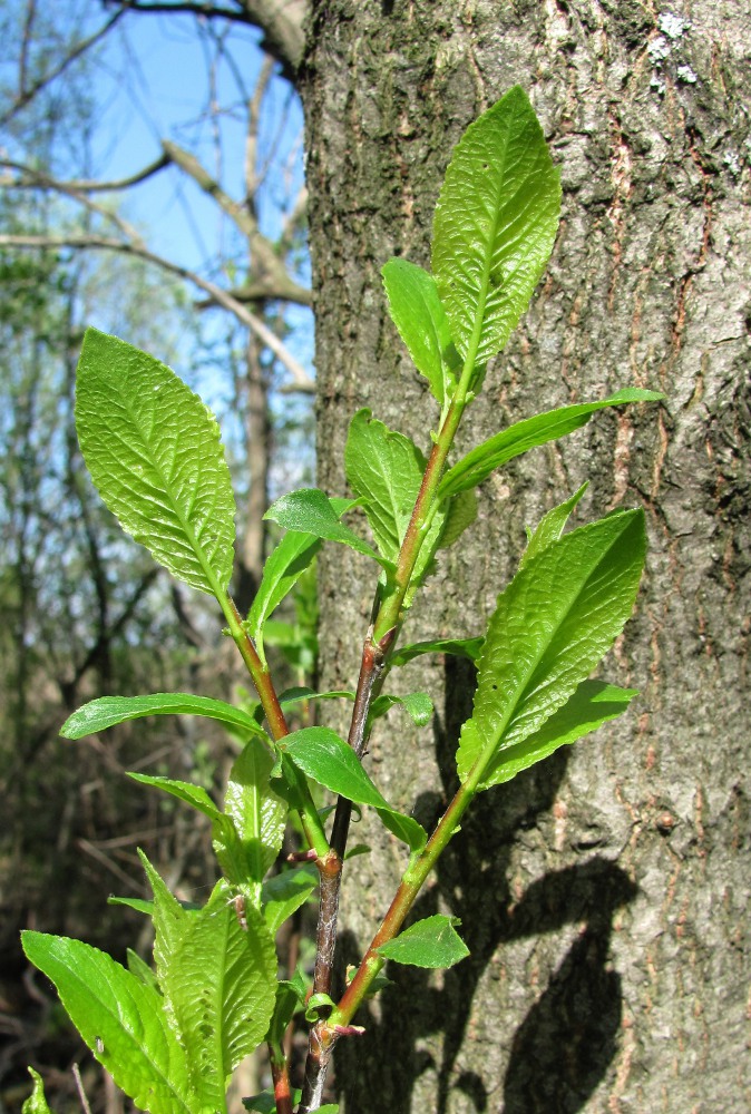 Image of Salix myrsinifolia specimen.