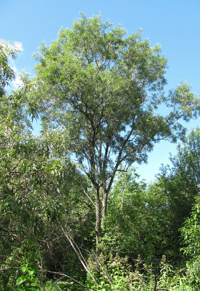 Image of Salix gmelinii specimen.