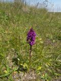 Dactylorhiza euxina. Цветущее растение на альпийском лугу. Кабардино-Балкария, Зольский р-н, г. Западный Кинжал. 27.07.2012.