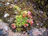 Sedum tenellum