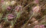 Nigella damascena. Плоды. Германия, г. Krefeld, ботанический сад. 31.07.2012.